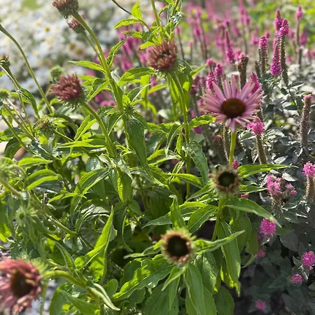 Aldrov Deerhouse